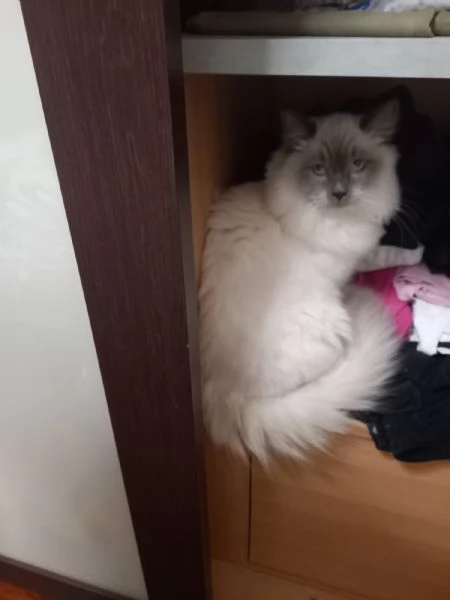 Gatto cerca casa  | Foto 3