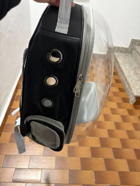 Gatto cerca casa  | Foto 2