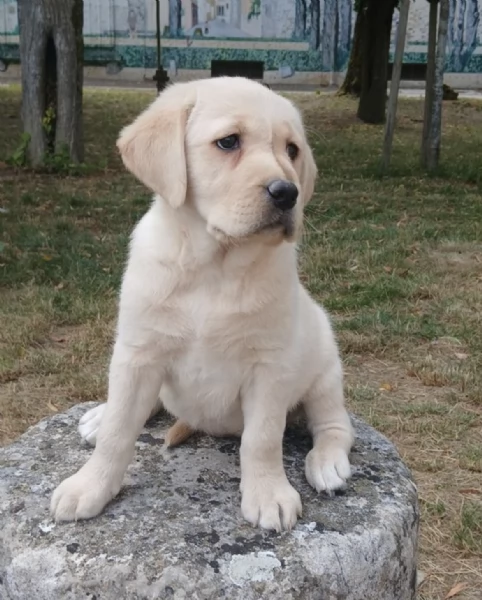 REGALO CUCCIOLI DI LABRADOR 