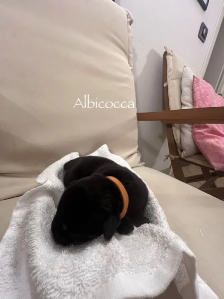 Cuccioli Rottweiler con pedigree  | Foto 5