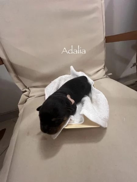 Cuccioli Rottweiler con pedigree  | Foto 4