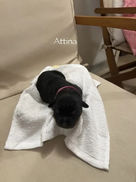 Cuccioli Rottweiler con pedigree  | Foto 3