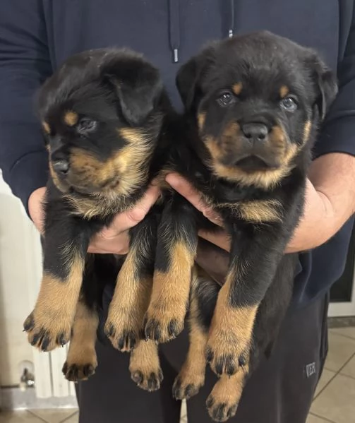 Cuccioli Rottweiler con pedigree | Foto 3