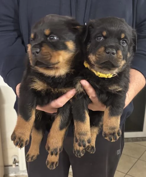 Cuccioli Rottweiler con pedigree | Foto 2