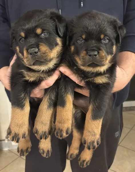Cuccioli Rottweiler con pedigree | Foto 0
