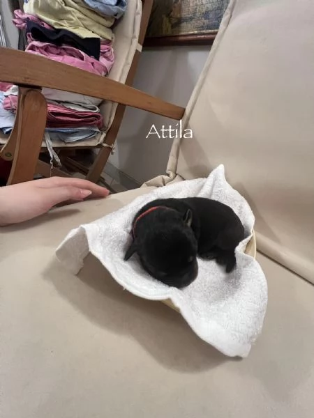 Cuccioli Rottweiler con pedigree  | Foto 2