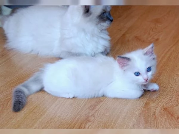 Cuccioli di Ragdoll | Foto 2