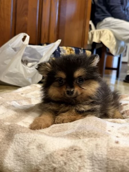 Spitz di pomerania di 2 mesi