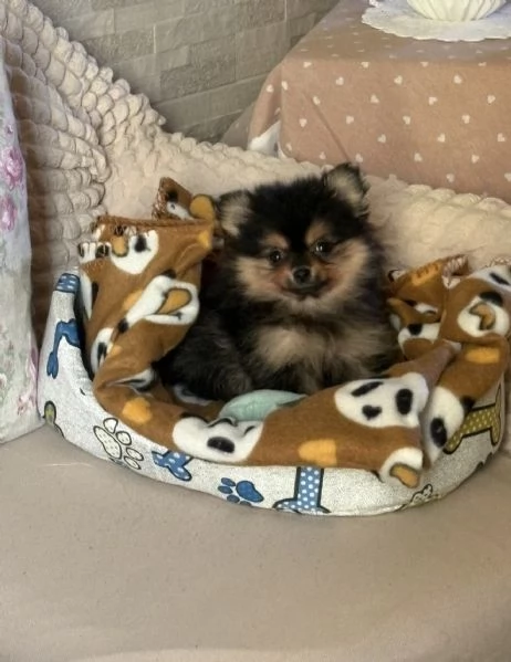 Spitz di pomerania di 2 mesi | Foto 0