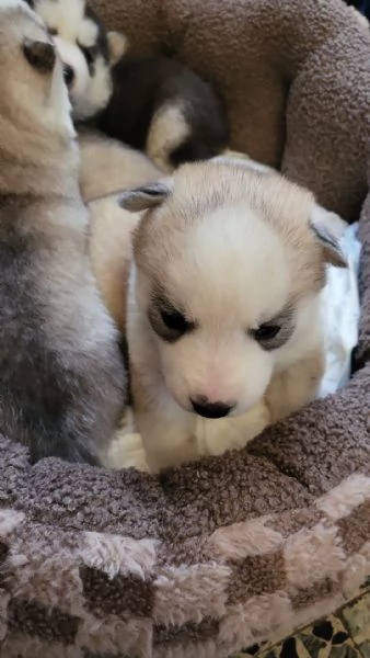 Cuccioli di Siberian Husky con pedigree