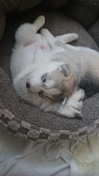 Cuccioli di Siberian Husky con pedigree | Foto 6