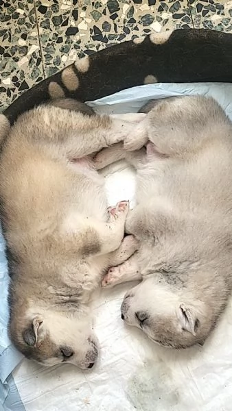 Cuccioli di Siberian Husky con pedigree | Foto 3