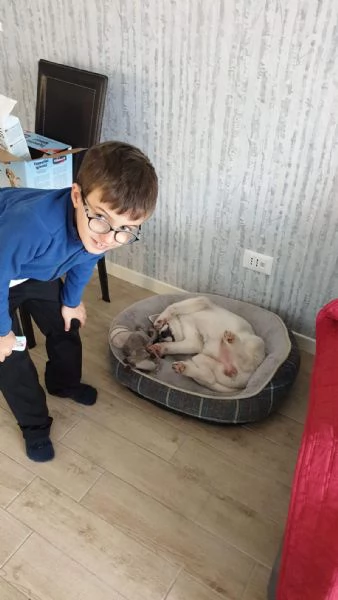 Cuccioli di Siberian Husky con pedigree | Foto 0