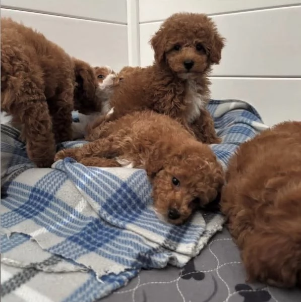 Cuccioli di barboncino disponibili per la vendita