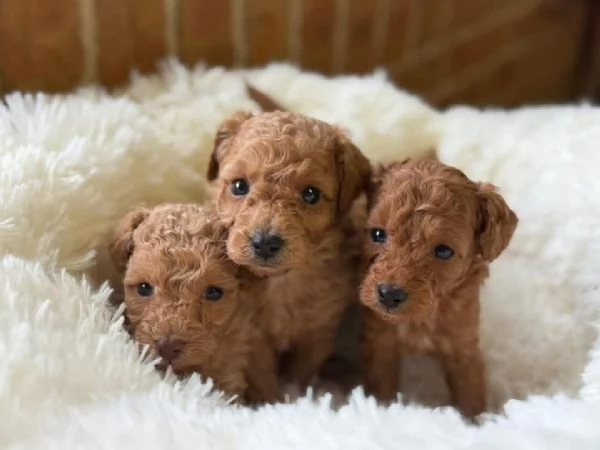 Cuccioli di barboncino disponibili per la vendita | Foto 1