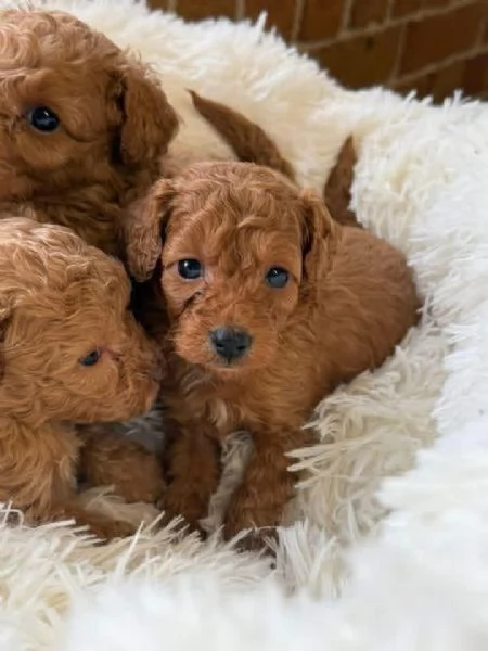 Cuccioli di barboncino disponibili per la vendita | Foto 0