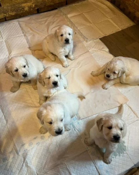 meravigliosi Golden Retriever per adozione