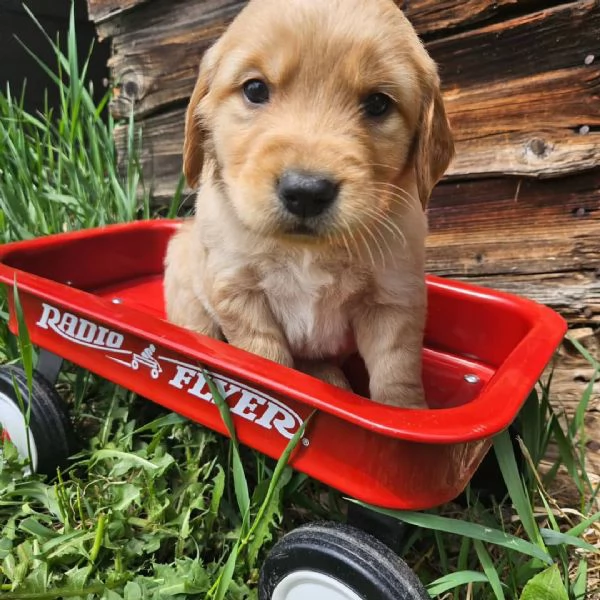meravigliosi Golden Retriever per adozione | Foto 0