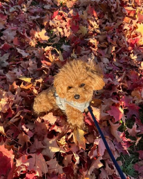 meravigliosi poodle per adozione