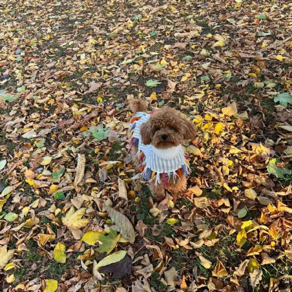 meravigliosi poodle per adozione | Foto 1