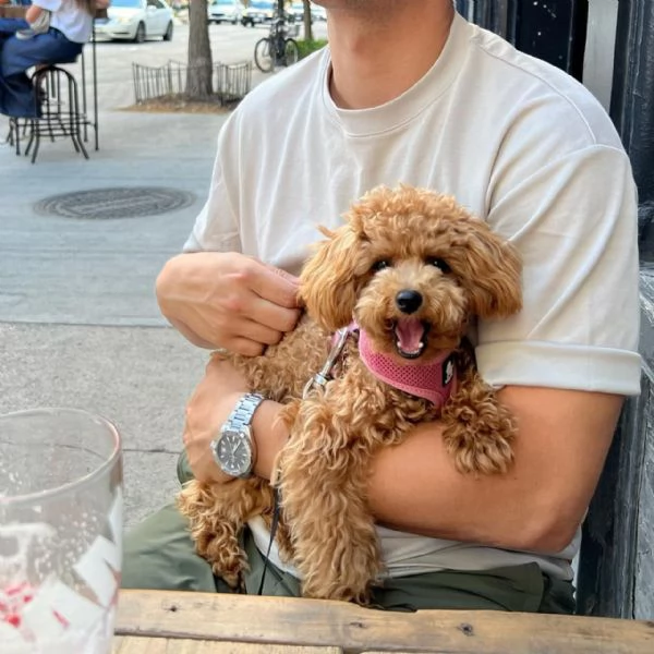 meravigliosi poodle per adozione | Foto 0