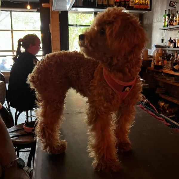 meravigliosi poodle per adozione | Foto 0