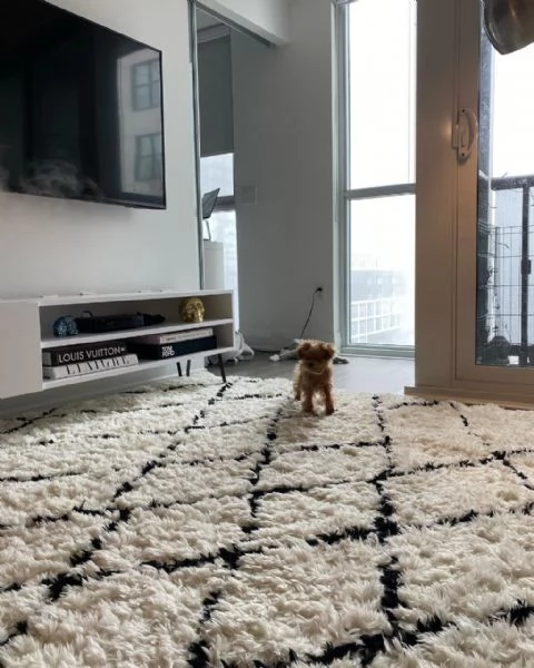 meravigliosi poodle per adozione | Foto 2