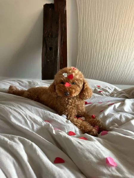 meravigliosi poodle per adozione | Foto 2