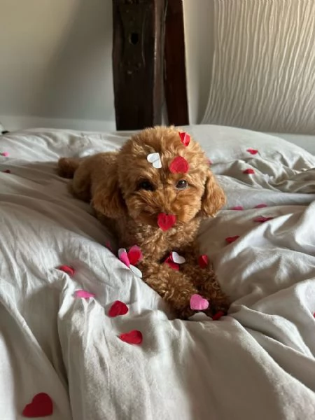 meravigliosi poodle per adozione | Foto 0