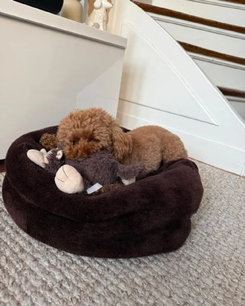 meravigliosi poodle per adozione | Foto 1