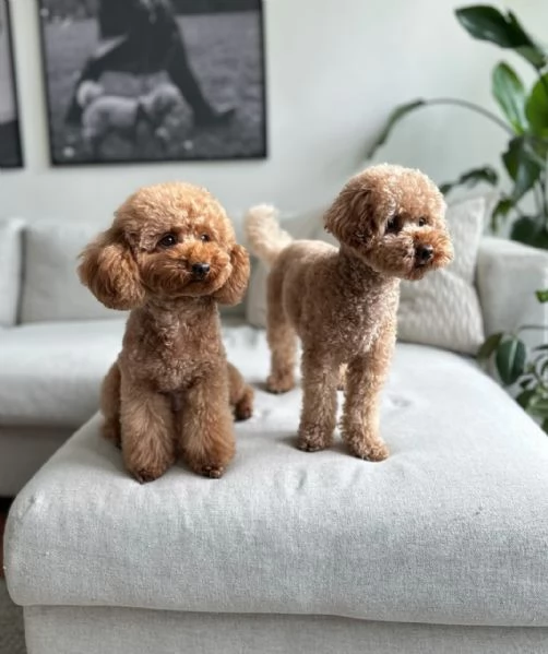 meravigliosi poodle per adozione | Foto 2