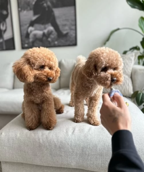 meravigliosi poodle per adozione | Foto 1