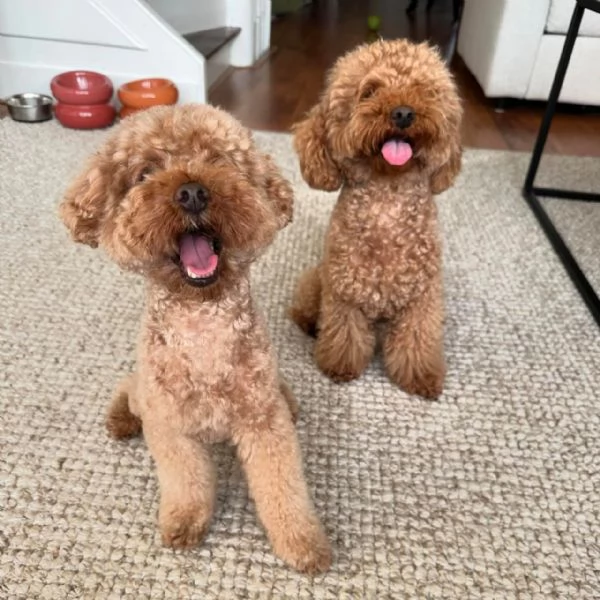 meravigliosi poodle per adozione