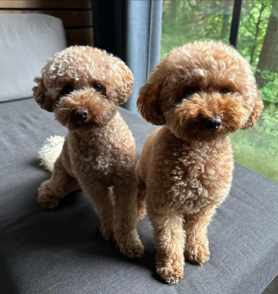 meravigliosi poodle per adozione