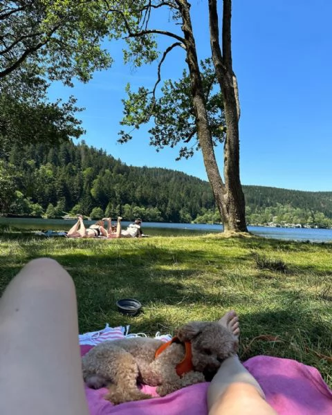 meravigliosi poodle per adozione | Foto 1