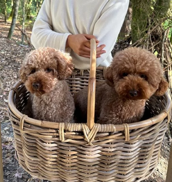 meravigliosi poodle per adozione | Foto 1