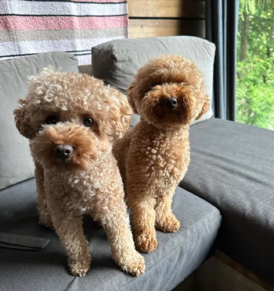 meravigliosi poodle per adozione | Foto 0