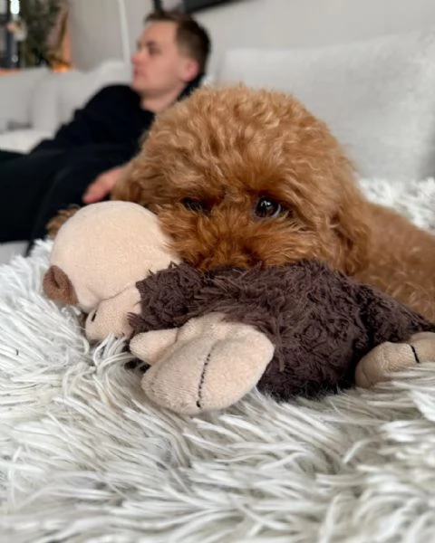 meravigliosi poodle per adozione