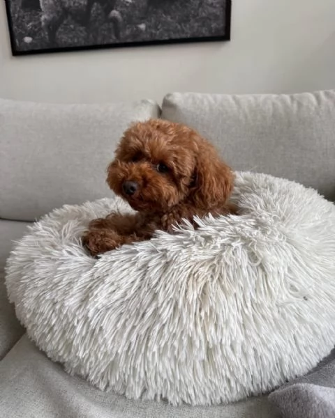 meravigliosi poodle per adozione | Foto 1