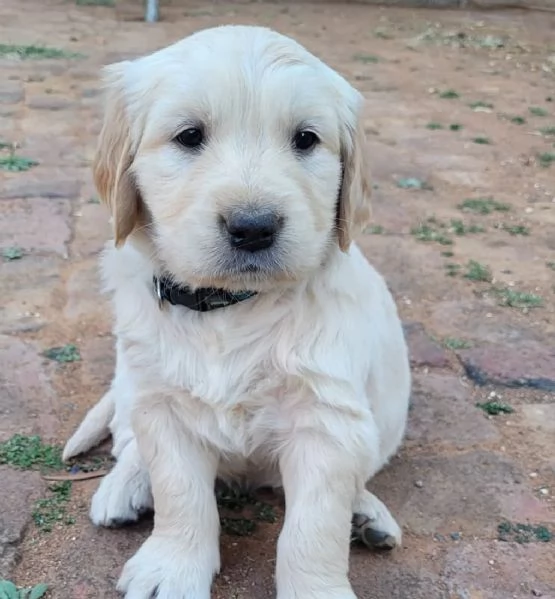 meravigliosi Golden Retriever per adozione | Foto 1