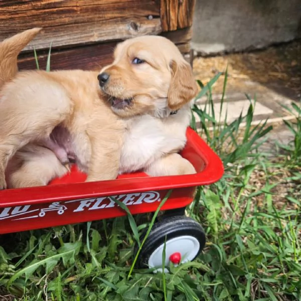 meravigliosi Golden Retriever per adozione