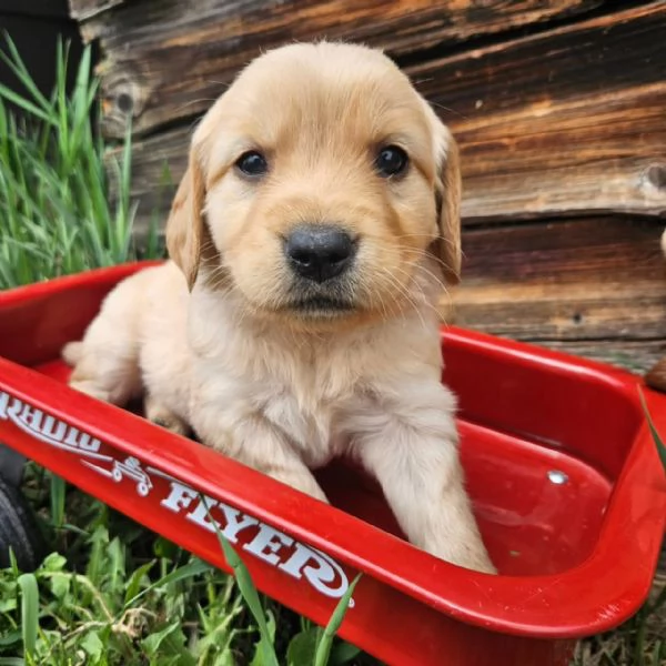 meravigliosi Golden Retriever per adozione | Foto 0