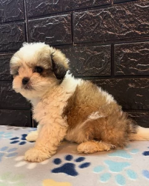 meravigliosi Shitzu per adozione | Foto 1