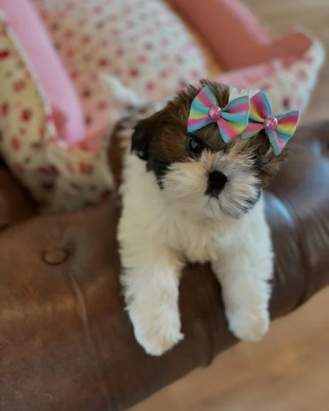 meravigliosi Shitzu per adozione | Foto 2