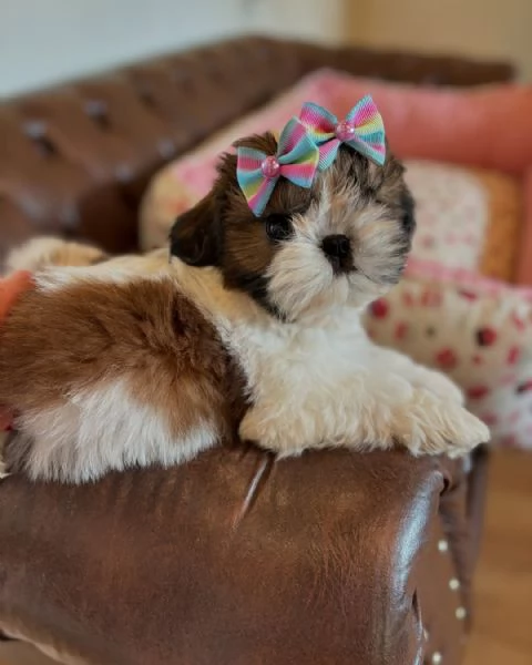 meravigliosi Shitzu per adozione | Foto 0