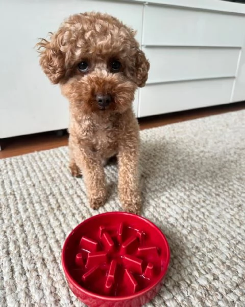meravigliosi poodle per adozione