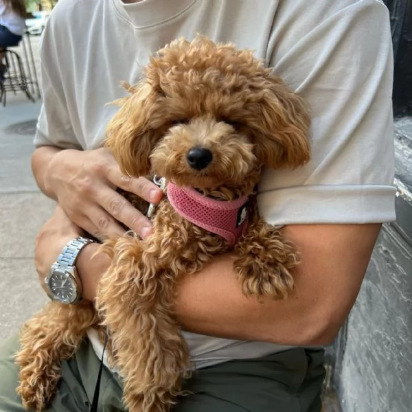 meravigliosi poodle per adozione | Foto 2