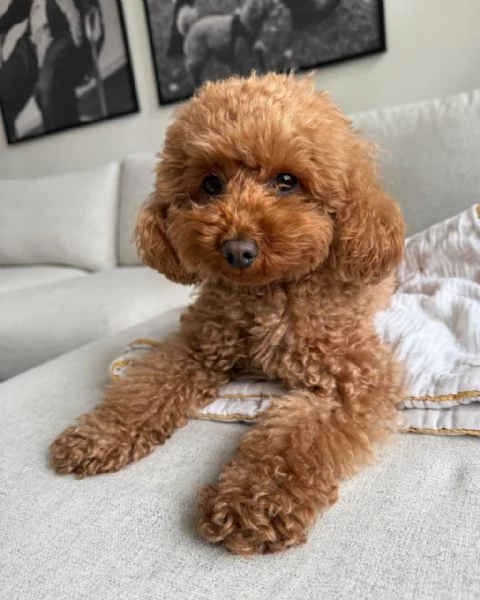 meravigliosi poodle per adozione | Foto 1