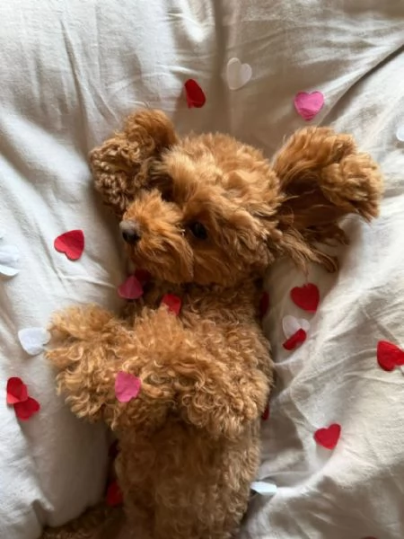 meravigliosi poodle per adozione | Foto 0