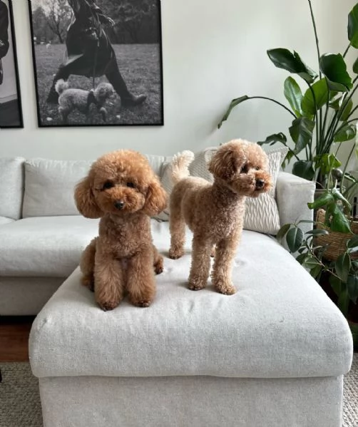 meravigliosi poodle per adozione | Foto 1